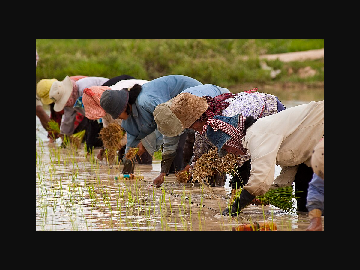 Rice transplanting in flooded paddies