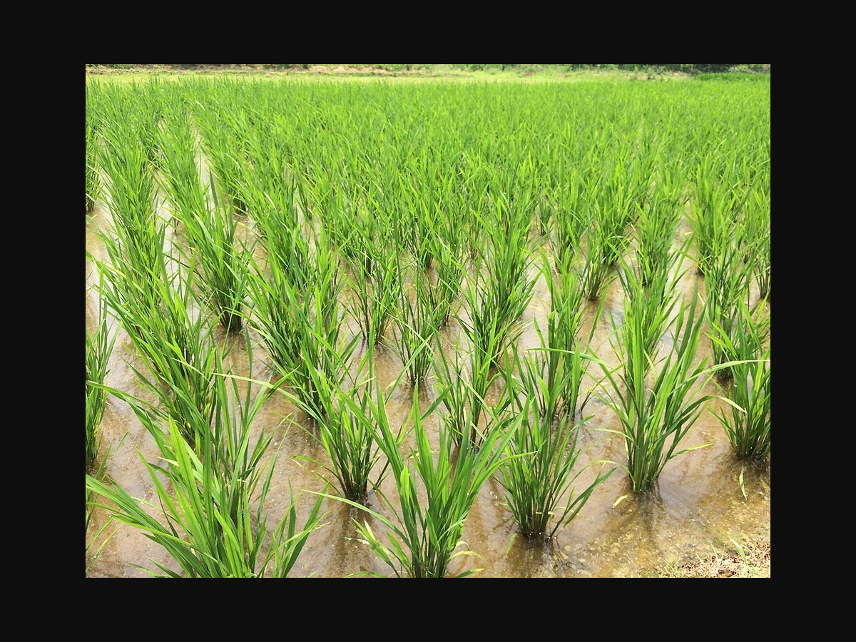Rice fields of Jiangxi