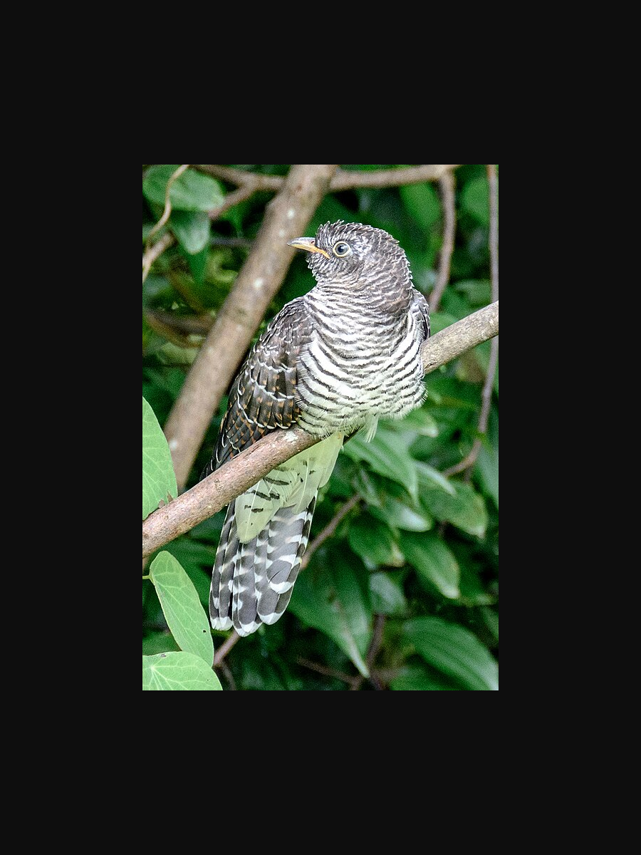 Indian cuckoo — Cuculus micropterus
